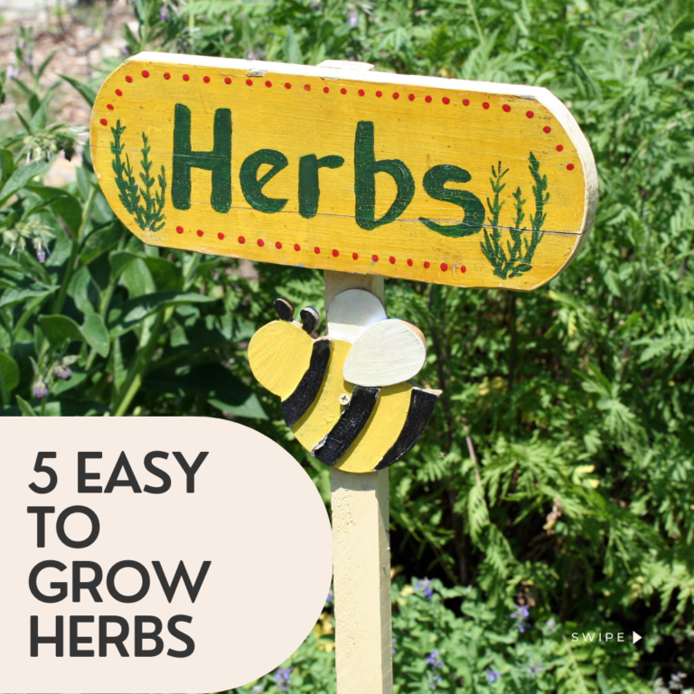 5 easy to grow herbs